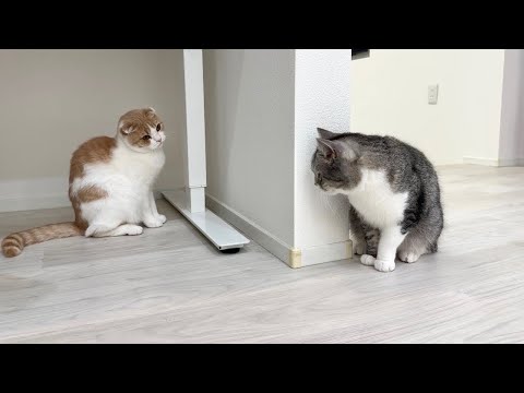 しつこく絡みすぎて弟に嫌われちゃった兄猫がこうなっちゃいました…(YouTube)
