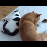 柴犬、猫との親子関係を築き上げ続け‥いよいよこうなる。(YouTube)