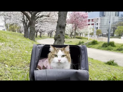 早朝、扇町公園に桜見物に行ったけど寒くて早く帰りたくなった猫(YouTube)