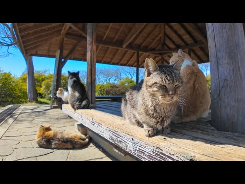 公園の東屋は猫の大集会所(YouTube)