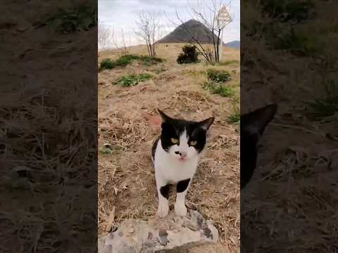道路脇にいた野良猫にメチャメチャ呼び止められた(YouTube)