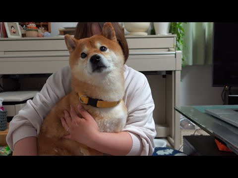 柴犬ハチ、赤ちゃんの泣き声を初めて聞き‥こうなる。(YouTube)