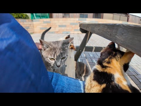 猫島でテーブルに着くと猫がたくさん集まってきて楽しい(YouTube)