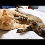 あまりに気持ちいの良いお腹にふみふみがやめられない茶トラ猫(YouTube)