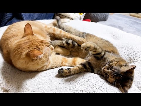 あまりに気持ちいの良いお腹にふみふみがやめられない茶トラ猫(YouTube)