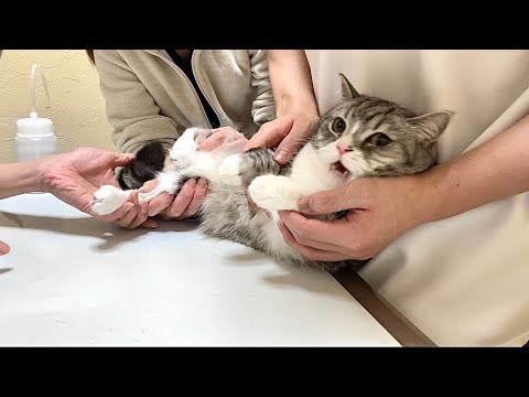 病院が大嫌いな猫が診察台に乗せられた瞬間にこうなっちゃいました…(YouTube)