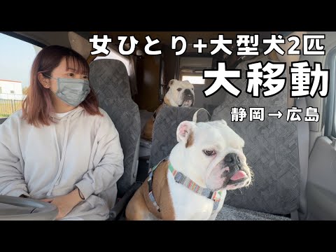 1人で760㎞大移動…話し相手になってくれる愛犬がいたから寂しくなかった(YouTube)