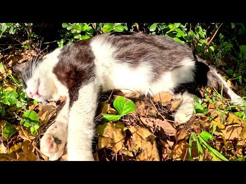 ハチワレ猫をモフっていたら、いつの間にか寝落ちしてしまった(YouTube)