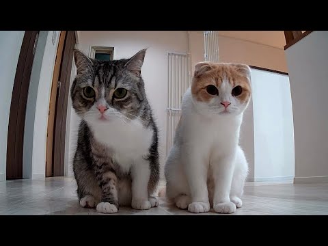 お留守番中の猫たちにカメラ越しで話しかけたら反応がかわいすぎたw(YouTube)