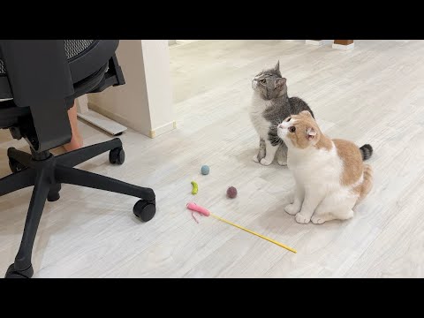 遊んでほしくて仕事中なのにおもちゃ運んでくる猫たちがかわいすぎましたw(YouTube)