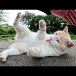 猫が研ぎたての爪で手をガッチリと捕まえて噛み噛みキック攻撃をしてくる(YouTube)