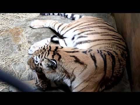 アムールトラが生まれました！(YouTube)