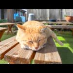猫島の飲み屋の外のベンチで勝手に休む猫(YouTube)
