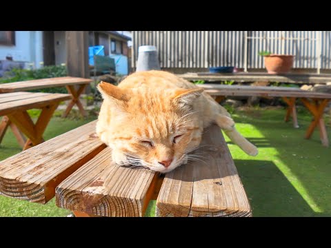 猫島の飲み屋の外のベンチで勝手に休む猫(YouTube)