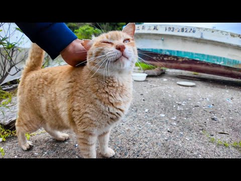 漁港の舟の下にいた野良猫がモフられに出てきた(YouTube)