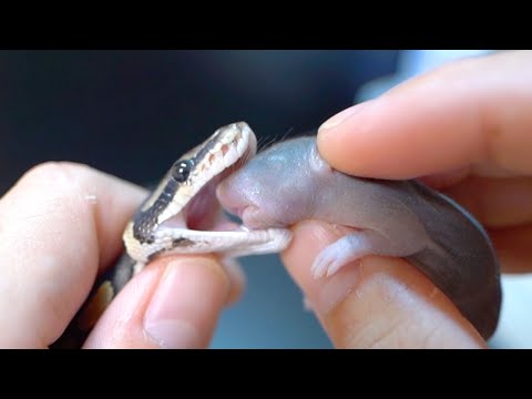産まれたての子蛇の口の中にマウスをねじ込みます(YouTube)