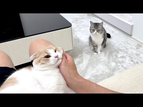 お留守番後に弟ばかりなでなでしてたら兄猫が嫉妬してこうなっちゃいました…(YouTube)