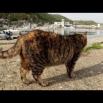 漁港で大きな海鳥を狙うキジトラ猫ちゃん(YouTube)