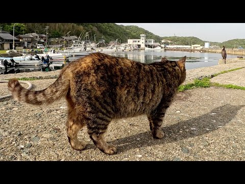 漁港で大きな海鳥を狙うキジトラ猫ちゃん(YouTube)
