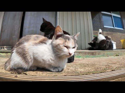 閉まっている島の商店の前で開店を待ち続ける猫達(YouTube)