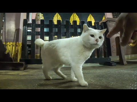 夜の神社で出会った白猫ちゃんはちょっと人見知り(YouTube)