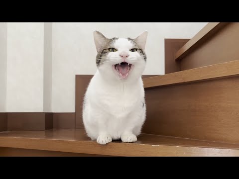 お気に入りの猫の鳴き声はどれですか？(YouTube)