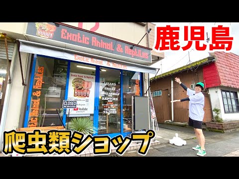 オープンから半年でとんでもない生体がてんこ盛りの爬虫類ショップになっていました【鹿児島:BUDDY】(YouTube)
