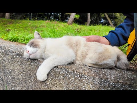 道路脇の塀の上で寝ていた猫に近づいてナデナデしてきた(YouTube)