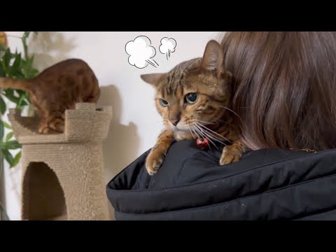 雪山から帰宅したら猫から説教されました(YouTube)