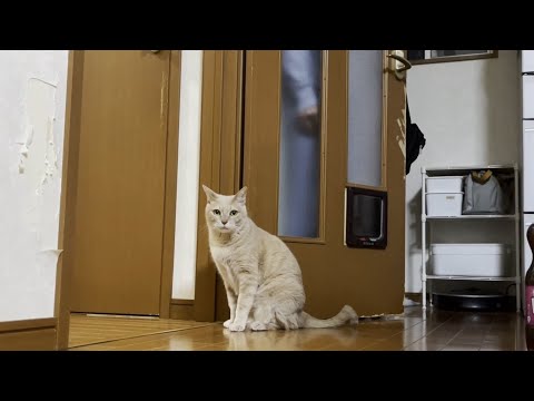 無邪気な息子とクールな猫がかくれんぼをするとこんなんになりました(YouTube)