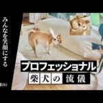 【柴犬の流儀】カメラマンからの難題にプロフェッショナル魂でこたえる(YouTube)