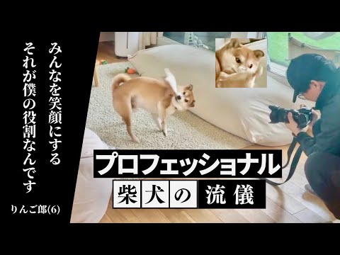 【柴犬の流儀】カメラマンからの難題にプロフェッショナル魂でこたえる(YouTube)