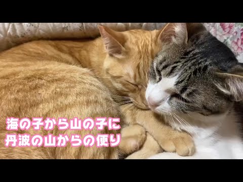 海の子から山の子に  丹波の山からのお便り  2024 04 30 2(YouTube)