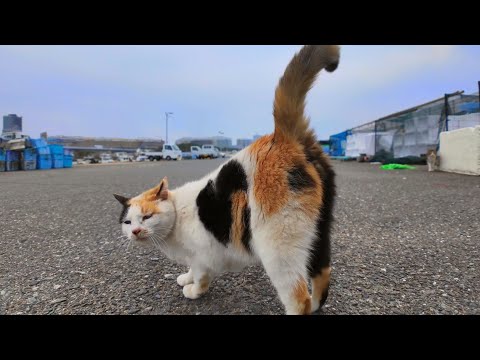 ハートマークの三毛猫、会ったらすぐに後ろ向いて腰トントンを要求してきた(YouTube)