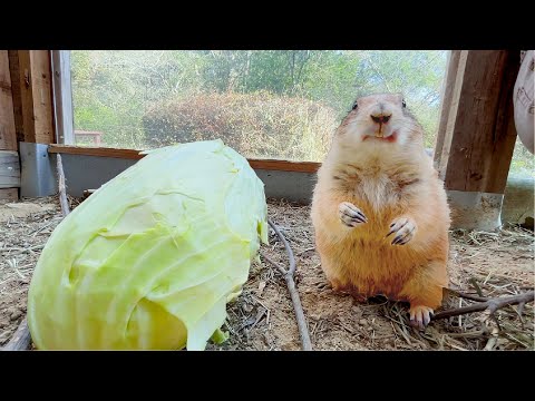 自分とほぼ変わらない大きさのキャベツを見た時のプレーリードッグの反応(YouTube)