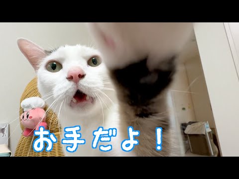 カメラにお手をするようになった猫チロさん！(YouTube)