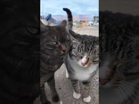 猫島の港の猫ちゃんかわい過ぎる(YouTube)