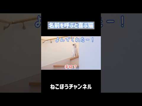 名前を呼ぶと喋って喜ぶ猫 #shorts(YouTube)