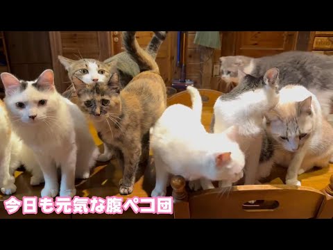 今日も腹ペコ団は元気 普通な日々の幸せ   2024 04 28 1(YouTube)