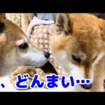突然猫に怒られてへこむ柴犬が可愛すぎました(YouTube)