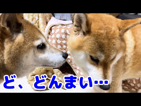 突然猫に怒られてへこむ柴犬が可愛すぎました(YouTube)