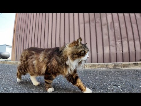 漁港で出会った猫に島内を案内してもらった(YouTube)
