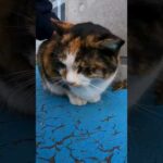 撫でると小さくニャと鳴く三毛猫がカワイイ(YouTube)