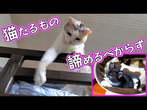 ネコ吉姉ちゃんから学ぶネバーギブアップ精神🐈【仲良し子猫姉妹の成長記録】(YouTube)