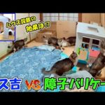 子猫部屋の障子が破られる件で、対策後に見守りカメラが記録していたその後の様子がこちらです🐈【ボス吉VS障子バリケード改】(YouTube)