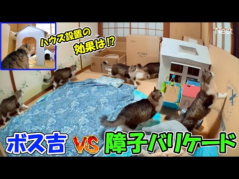 子猫部屋の障子が破られる件で、対策後に見守りカメラが記録していたその後の様子がこちらです🐈【ボス吉VS障子バリケード改】(YouTube)