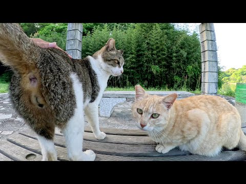 寄り目のキジシロ猫とクリーム猫が二匹揃ってモフられにやって来た(YouTube)