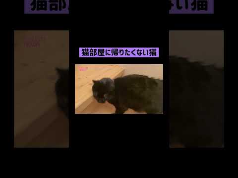 猫部屋帰りたくないぽ💜 #shorts(YouTube)