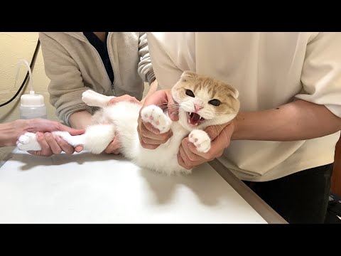 病院で大嫌いな注射をされたら猫が本気で怒って大変なことになりました…(YouTube)