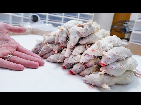 300匹の蛇ブリーダーの休日(YouTube)